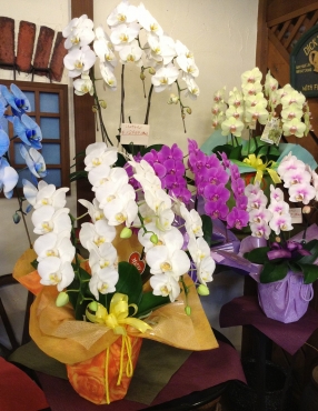「さくらや」　（静岡県浜松市中央区）の花屋店舗写真3